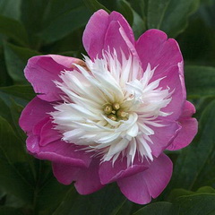 گل صد تومانی چینی